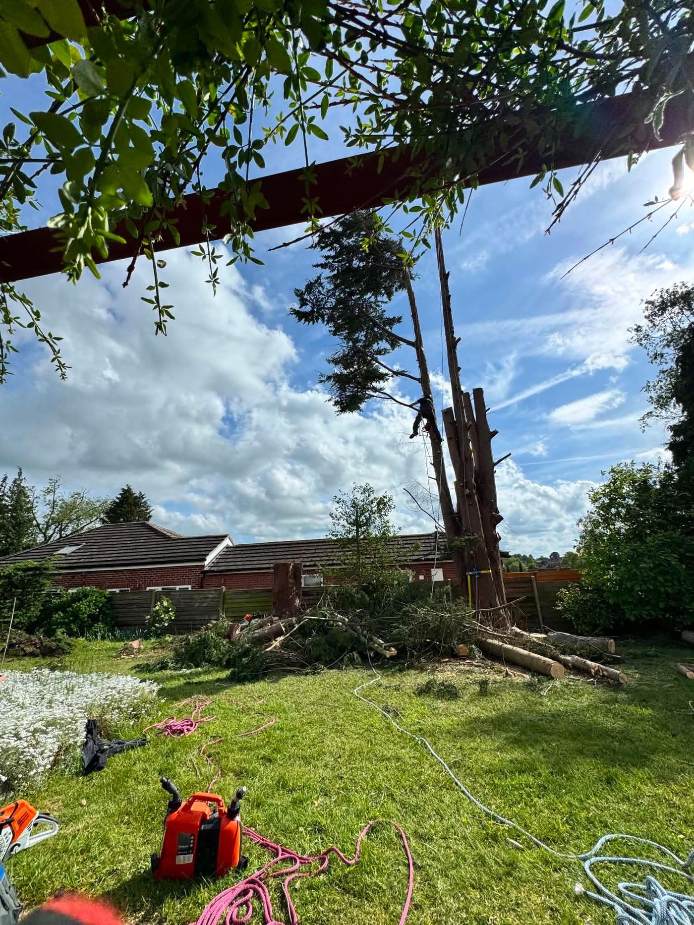 Tree dismantling and reduction work